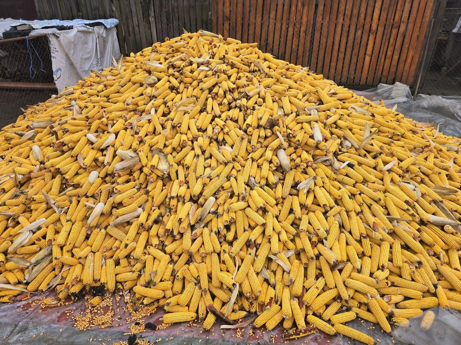 Porumb stiulete de vanzare