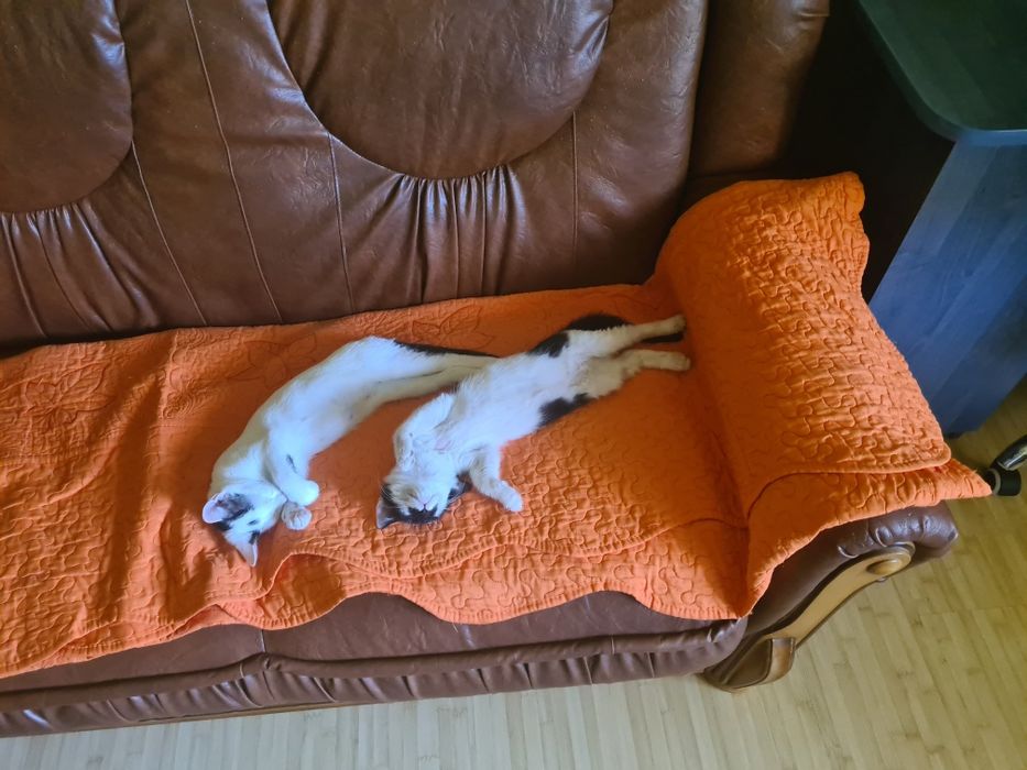 Donez pui de pisică domestică