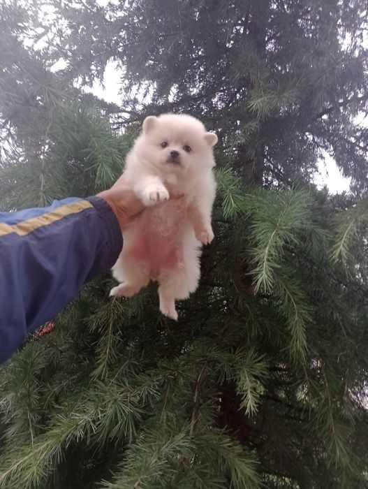 Бели Померани !!