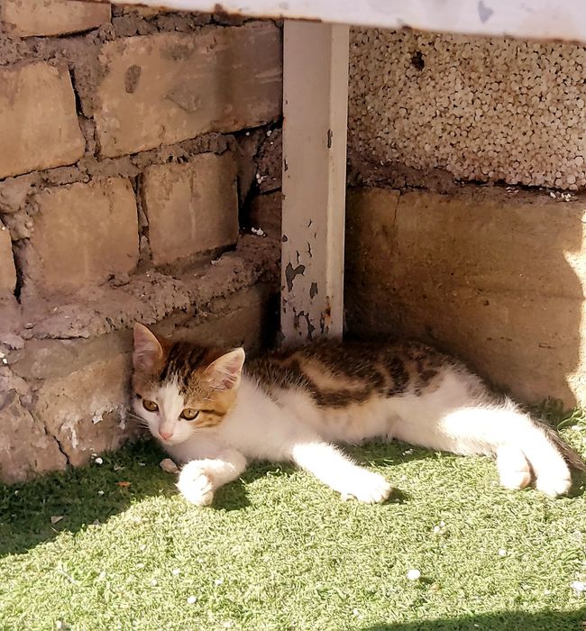 отдам срочно 3 кошек в добрые руки