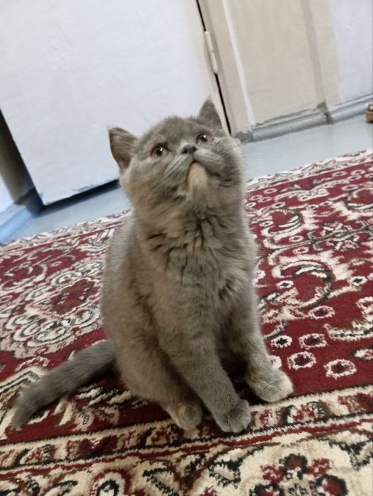 Zotor mushuk sotiladi.