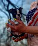 Boston terrier fetita