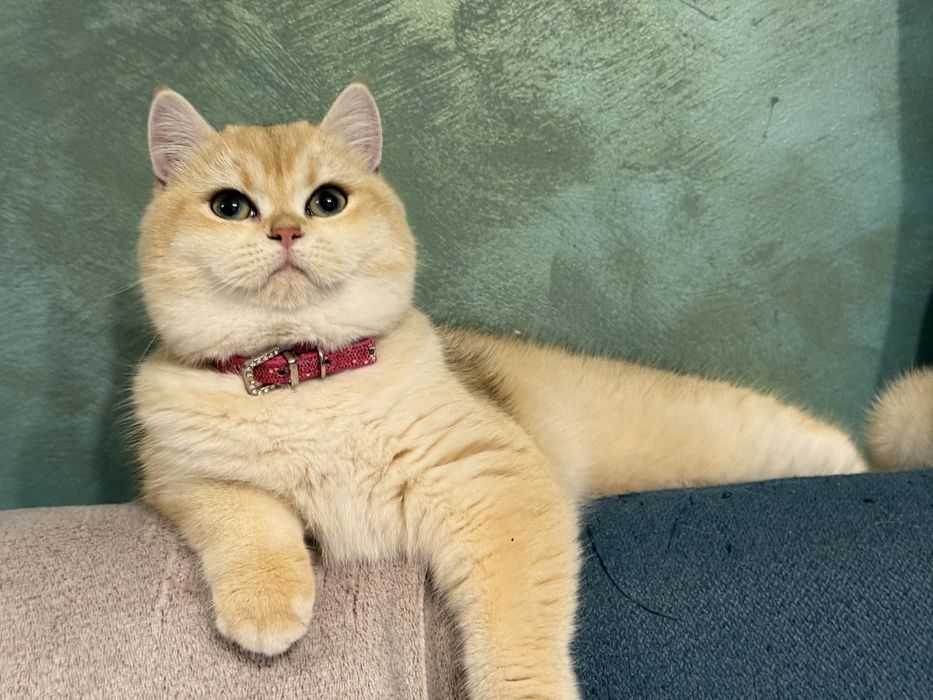 British shorthair