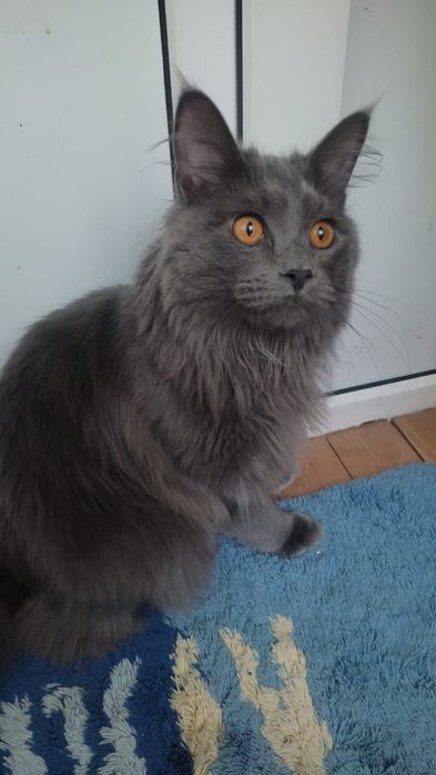 Срочно Котику нужен хозяин