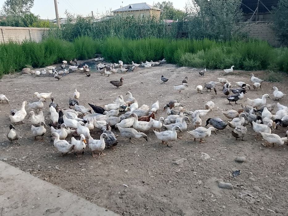 Голубой фаворит урдаклар