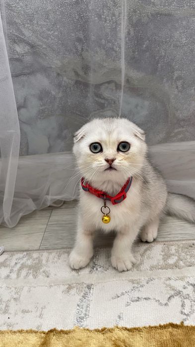 Продаётся прекрасный котёнок — маленькое серебристое чудо!