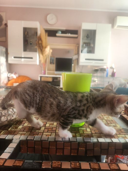Бенгалски котки метиси