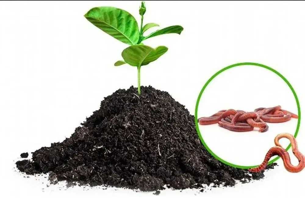 Biogumus sotiladi (Биогумус сотилади, продаётся биогумус)