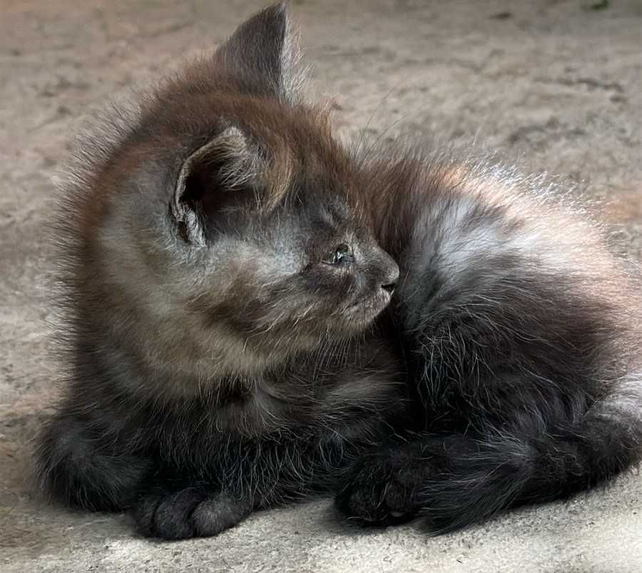 Котята 2 месяца ищут дом
