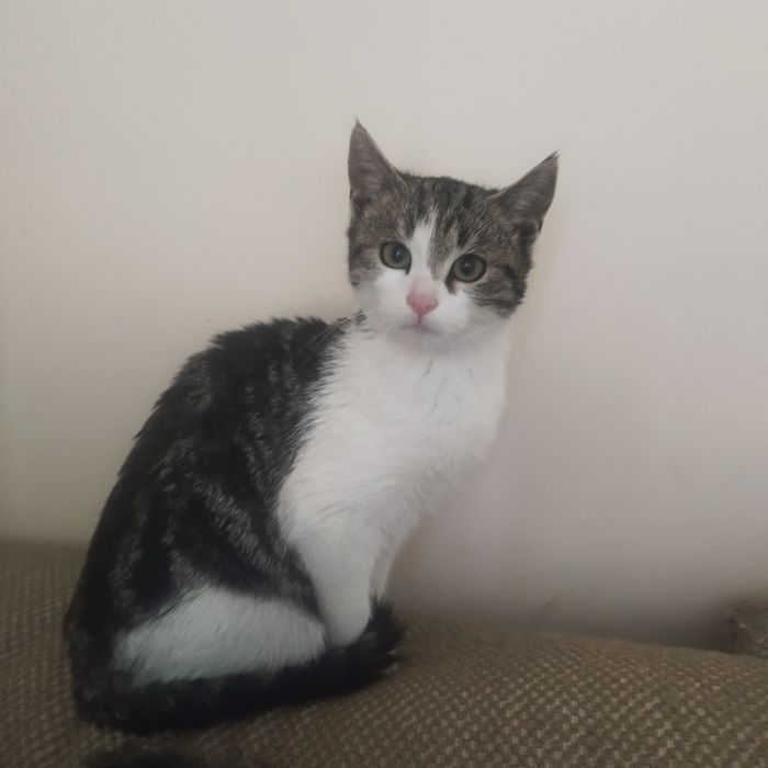 подаряват се котенца