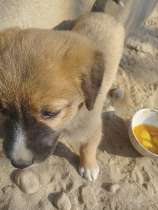 1 hafraga kafolat beradi