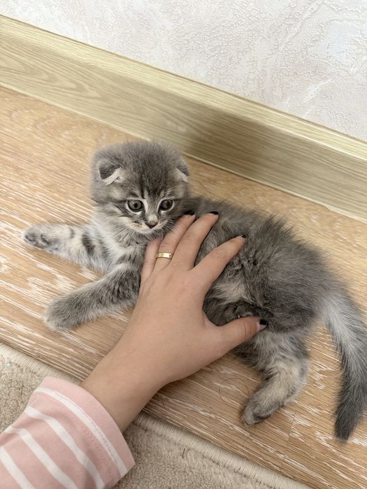 Mushuk, shinshilla va british fold bolasi