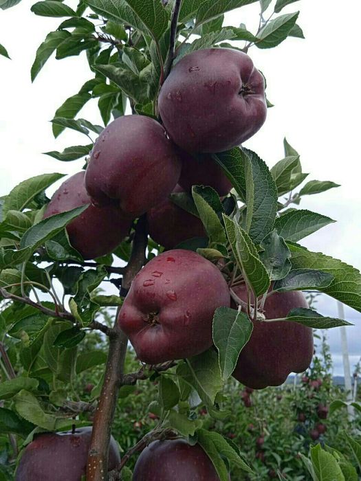 Mevaliy koʻchatlar ishonchliy