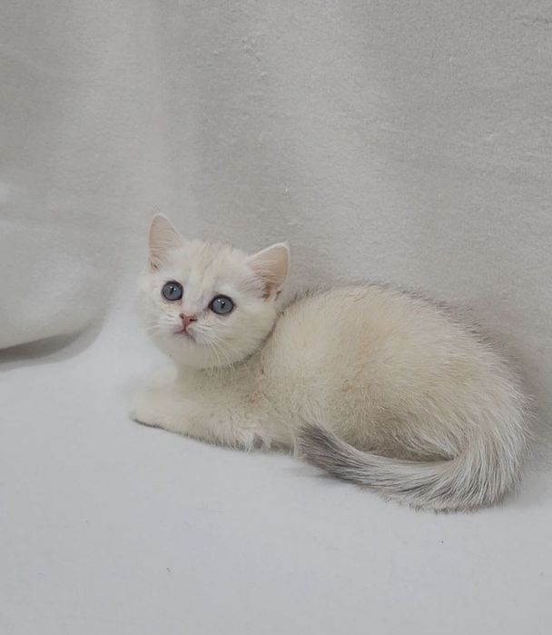 Скоттиш страйт девочка