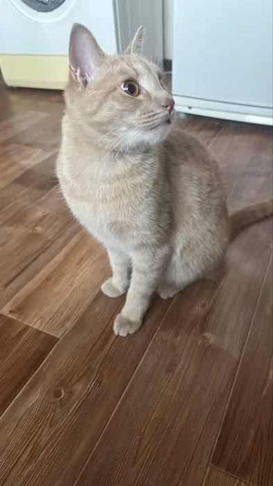 Кот бесплатно с документами