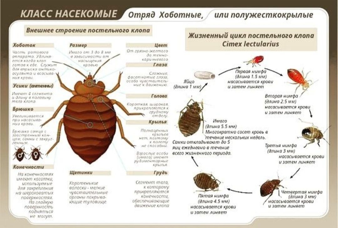 СЭС!ДЕЗИНФЕКЦИЯ! Уничтожение клопов;муравьев;блох;тараканов 100%