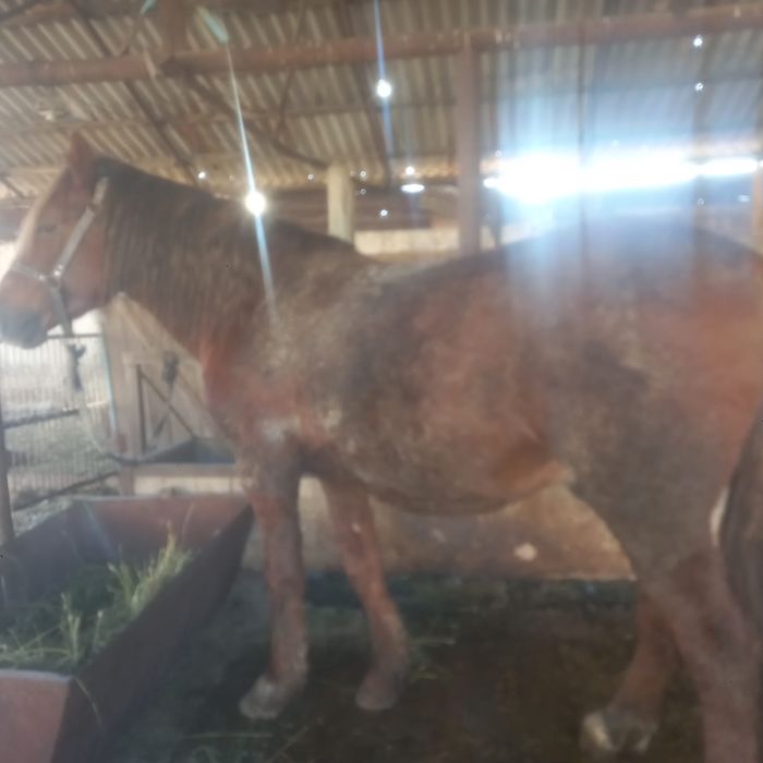 Продам лошадь Айгыр 6-7 жас