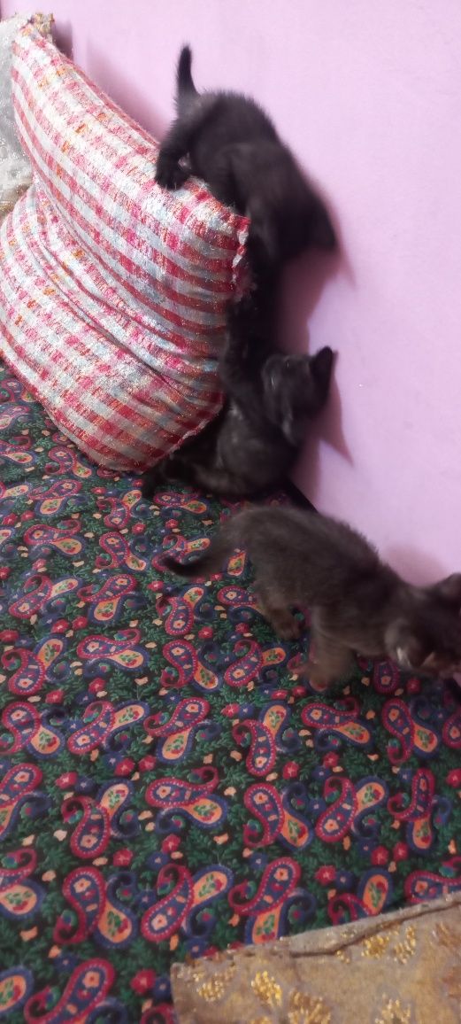 Отдадим котятков в  добрые руки