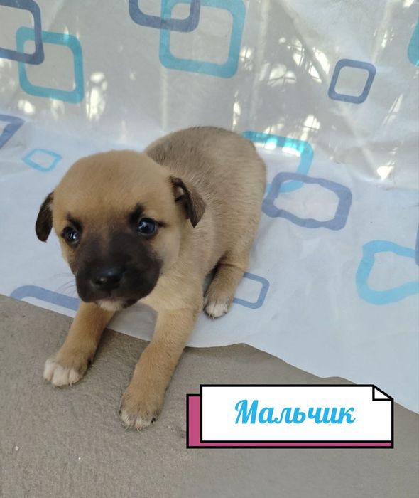 Отдам даром щенят