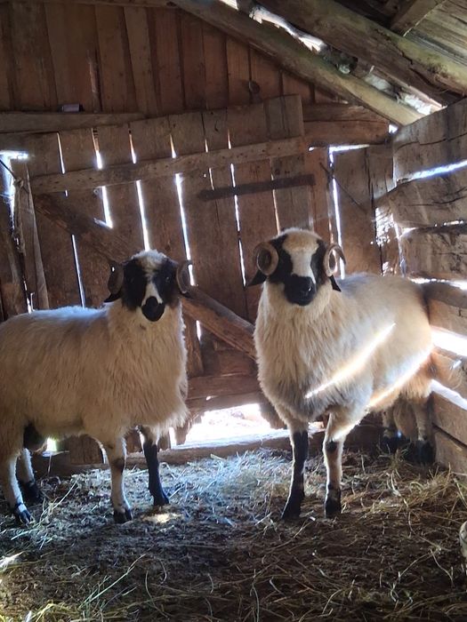 Berbecuti de vanzare