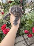 Котята 1 месяц 3 мальчика 1 девочка