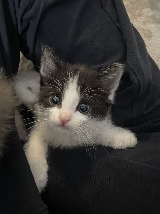 котята в хорошие руки