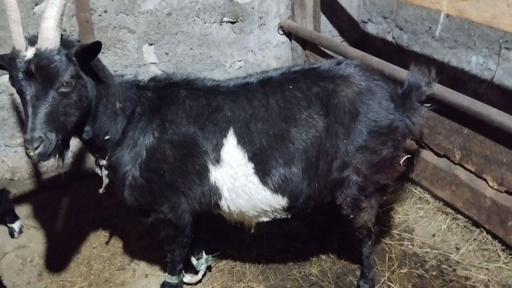 Продам молочную дойную козу, альпииской породы