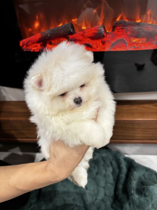 Померан момче и момиче