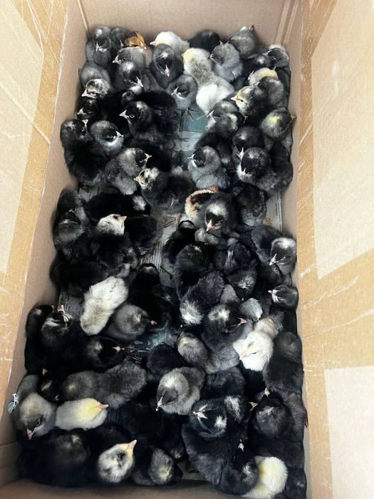 Балапан доминант