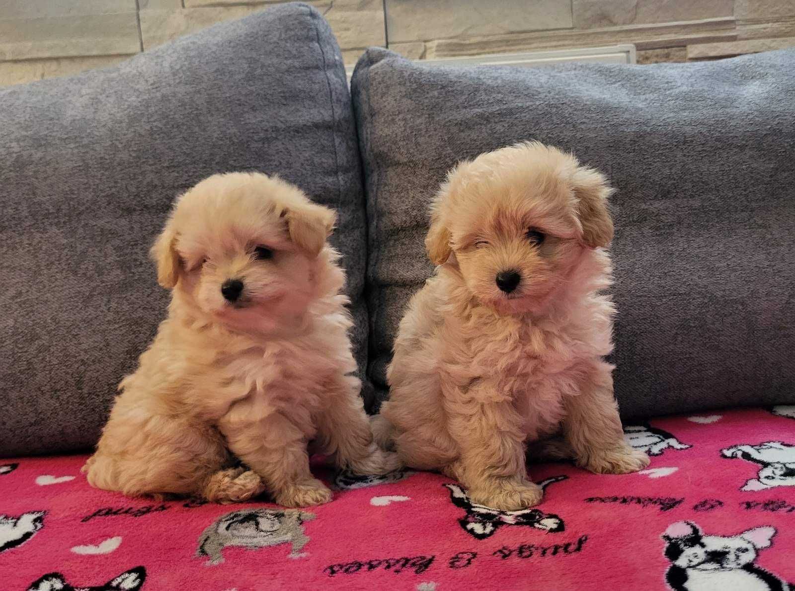 Pui rasa Maltipoo (Maltez+Pudel)