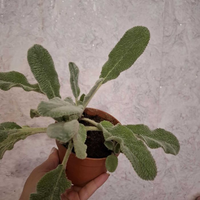 Заешко Ухо ,лечебно растение