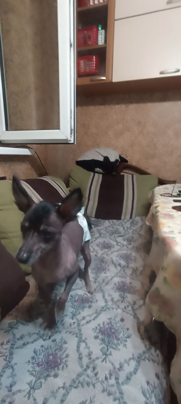Мальчик ищет подругу
