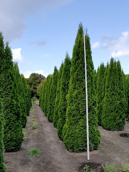 Thuja occidentalis smaragd ( tuia smarald ) gard viu vesnic verde