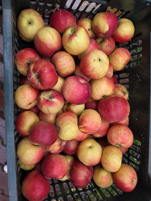 Mere Florina și Idared