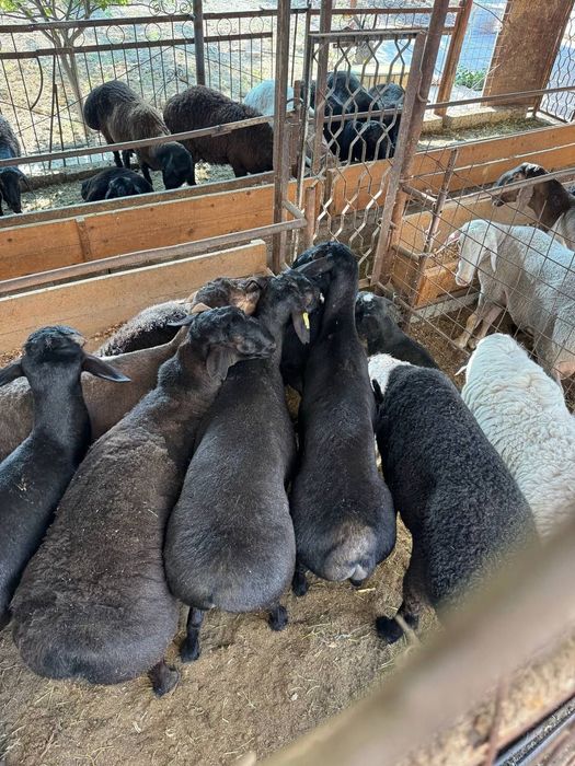 Qochqor qoy койi кочкор