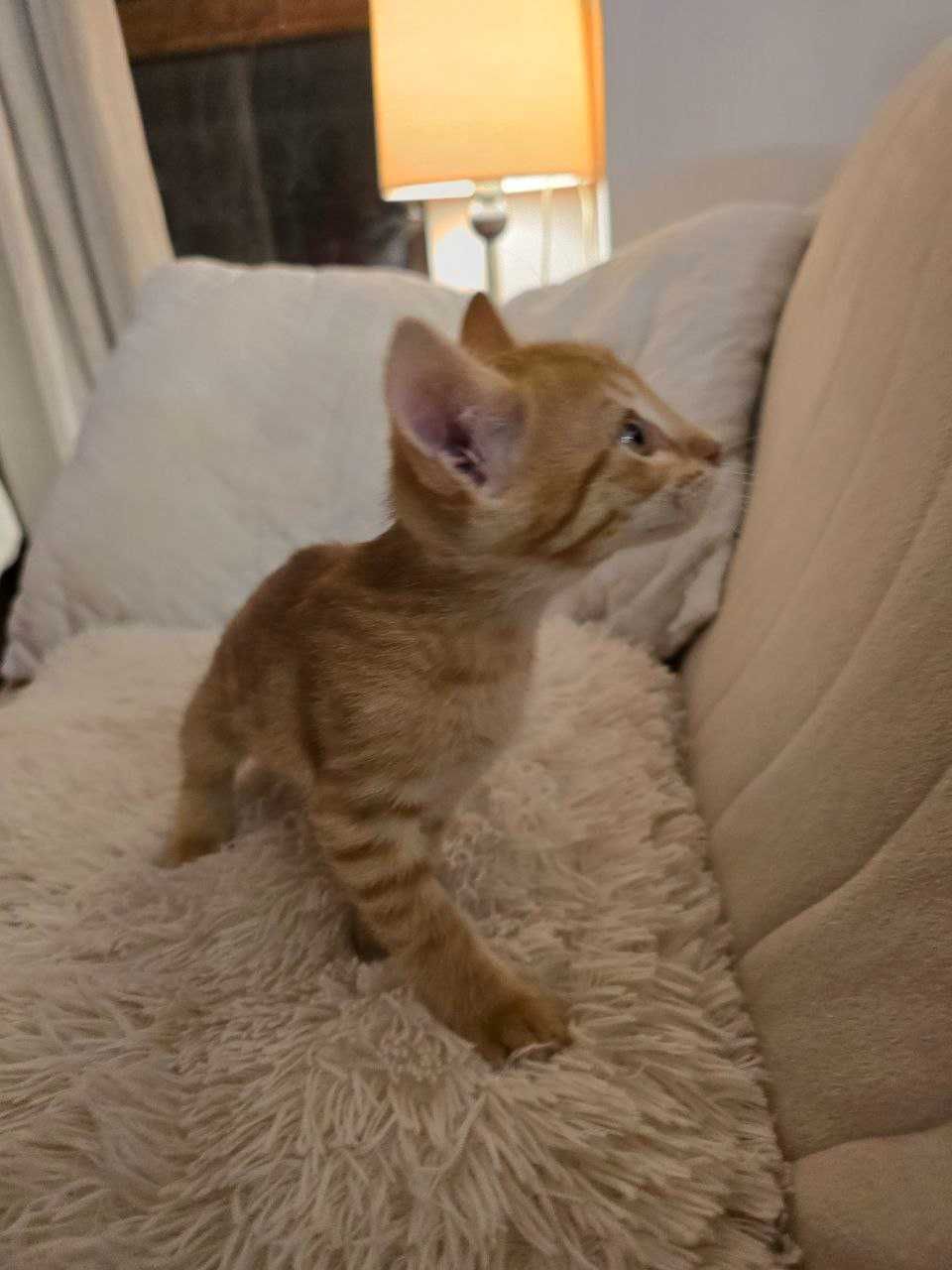 Сладко рижо котенце търси дом