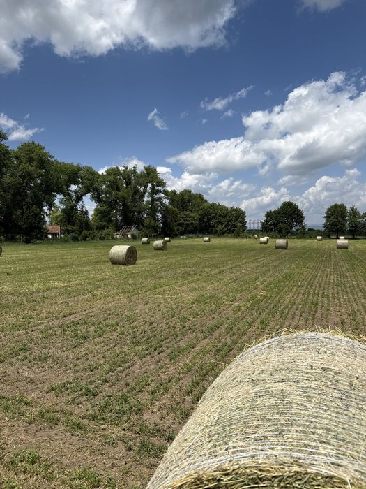 Vănd baloti de lucerna