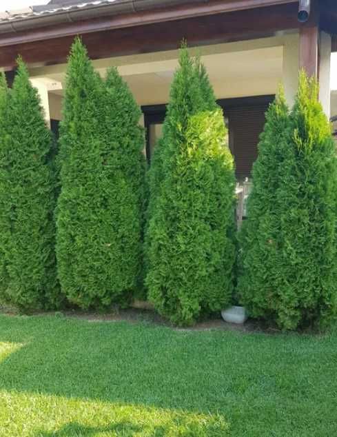 Tuia Smaragd Buxus Bambus Leilandy Maslin Secular Oriunde in tara!