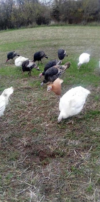 Продавам пуйки, 10 лв килограм живо тегло.