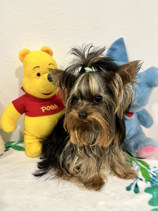 Йоркширски териер-Мини йорки