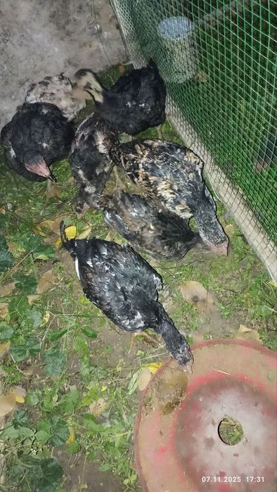 Дакан жужала 2 ойдан 3 ойгачен