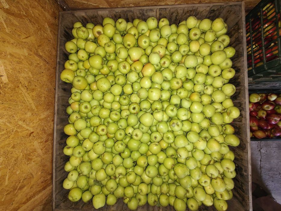 Vindem mere golden, jonathan, idared, florina