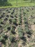 Vand tufe  lavanda