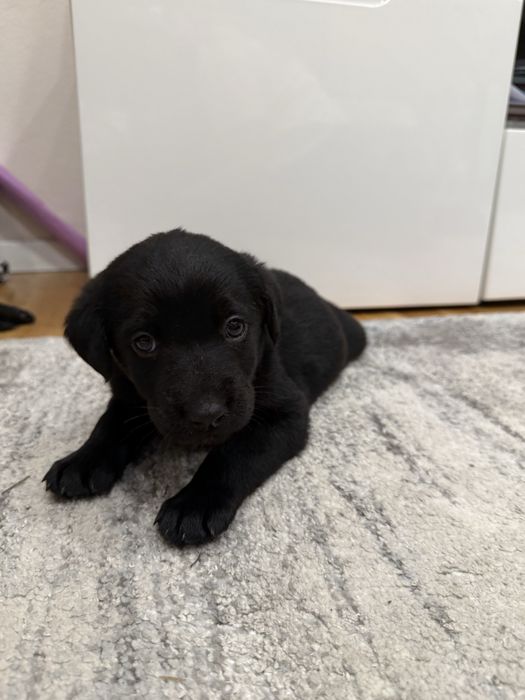 Donez catei metis de labrador