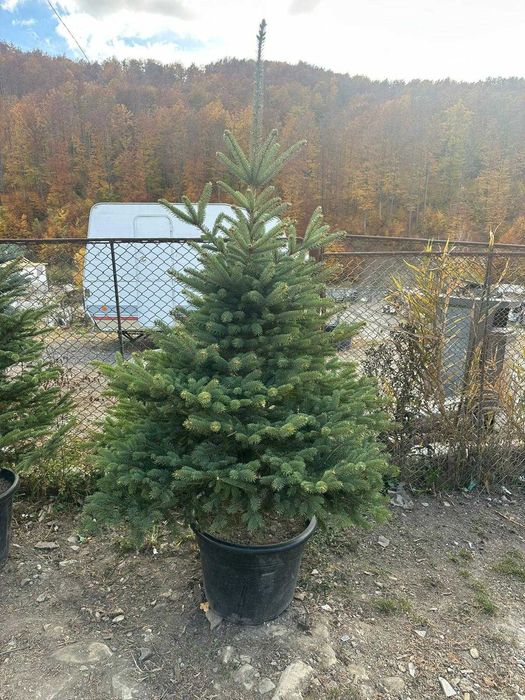 Brazi Normandieni Naturali Selectați – Transport și Montaj Asigurat