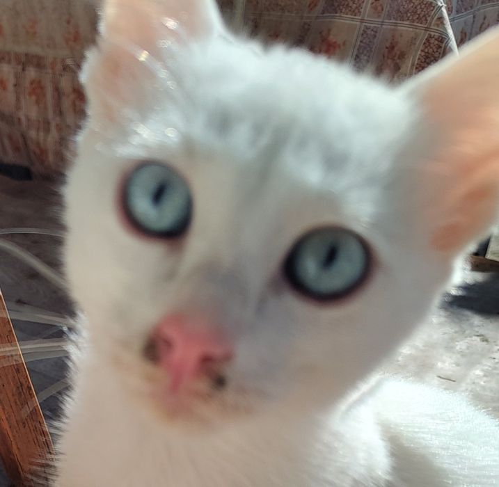 Бели котета, 4 мес.