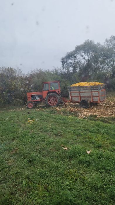 Porumb boabe sau stiulete 1 leu kg sau 1,2 boabe