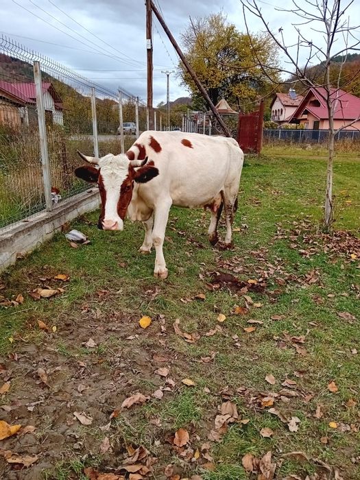 Vacă Bălțată Românească