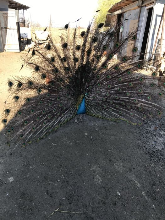 Vand sau schimb paun standard matur cu femela