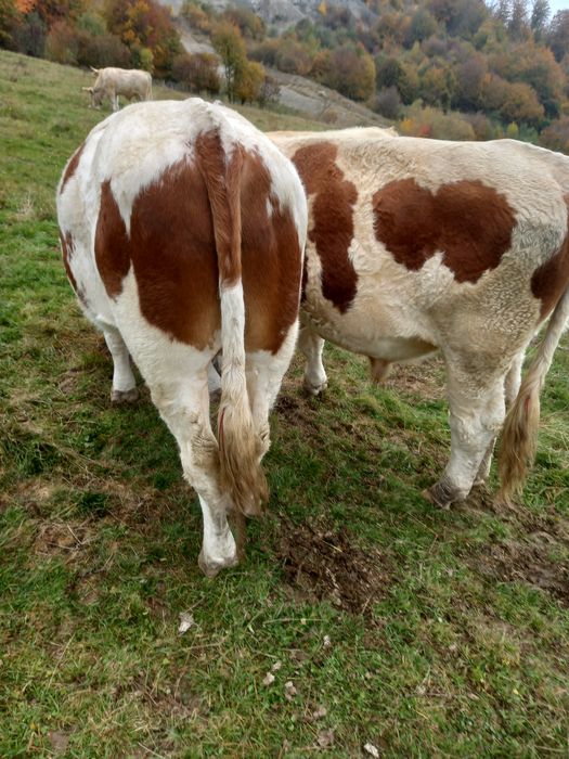 Junci batata romanesca